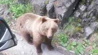 Mama bear with cubs, outside our van. Transylvania, Romania