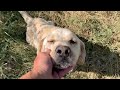 Abandoned labrador tired of wandering fell into my arms