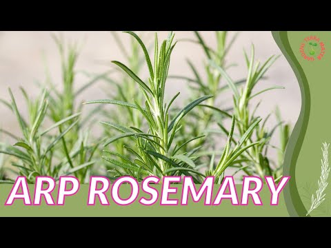 Video: Cold Hardy Rosemary: Зона 5 бакчалары үчүн розмарин сорттору