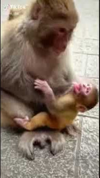 monyet kawin