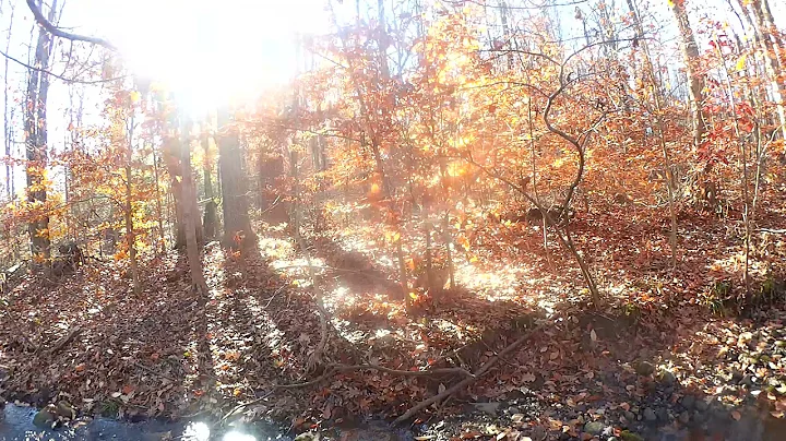 Trapping season 2021 red fox in  a water set or what we call a spring hole set