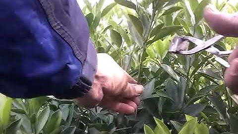 Dụng cụ chiết cây