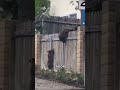 Медведица и её детеныши.. #shorts #animals
