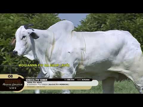 LOTE 08   GRECIA FIV GIBER   GIBE 2434 zap