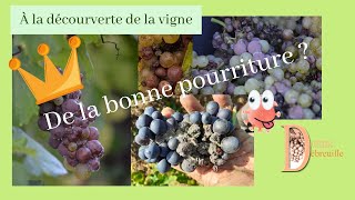 Download Lagu Le botrytis : Pourriture noble // Pourriture grise MP3