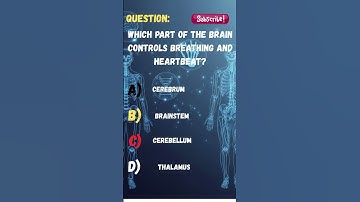 Which Part of the Brain Controls Breathing and Heartbeat? 🧠💓 #shorts  #quiz