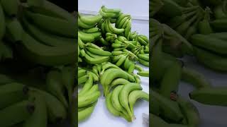 bananas from Philippines