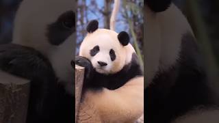 Playful Panda 