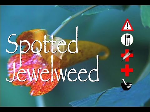 Spotted Jewelweed: Edible, Medicinal, Cautions & Other Uses