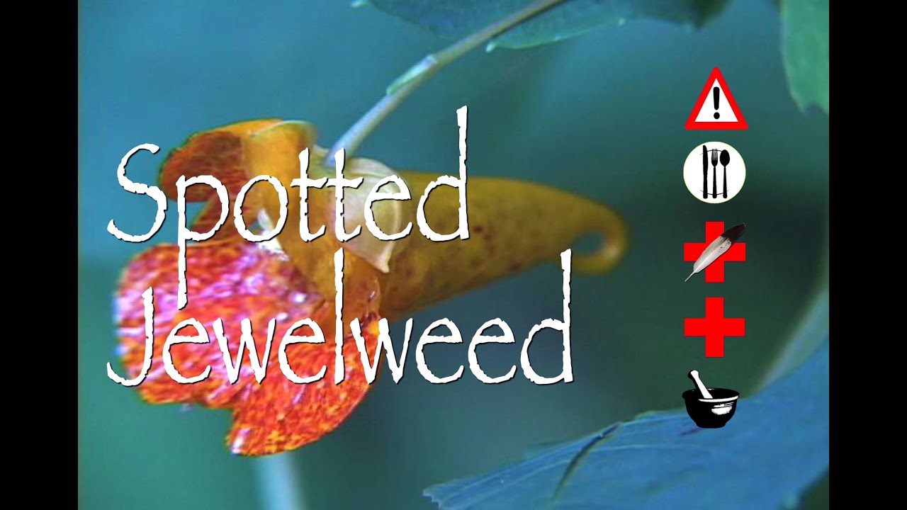 Spotted Jewelweed: Edible, Medicinal, Cautions & Other Uses