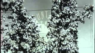 Hop picking in Kent in two films from the 1940's.  Film 1890