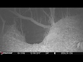 Bobcat Part 2