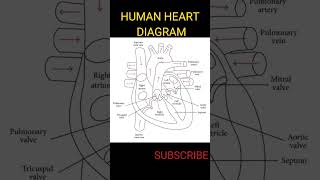 #shorts HUMAN HEART DIAGRAM