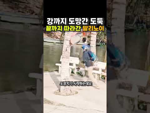 강까지 도망간 도둑, 끝까지 따라간 말리노이😭😭 thumbnail