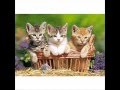 Trois Petits Chats Version ORIGINALE