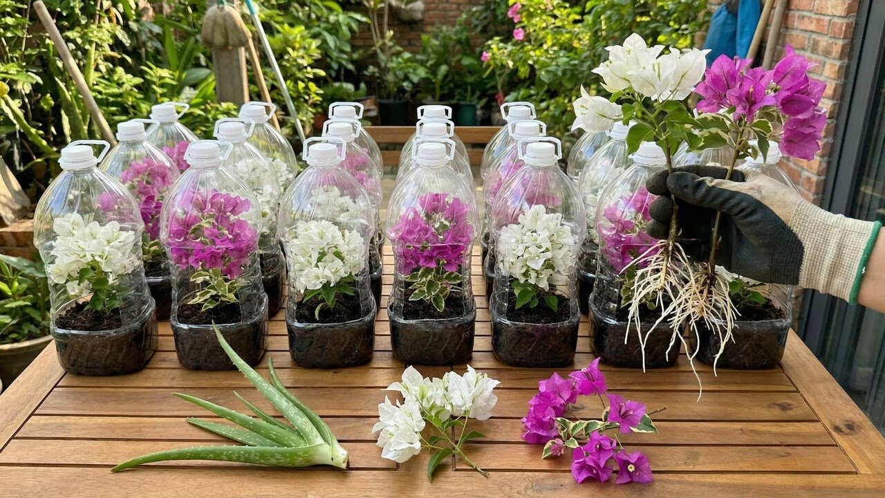 Don't throw away plastic bottles! A super simple way to propagate bougainvillea.