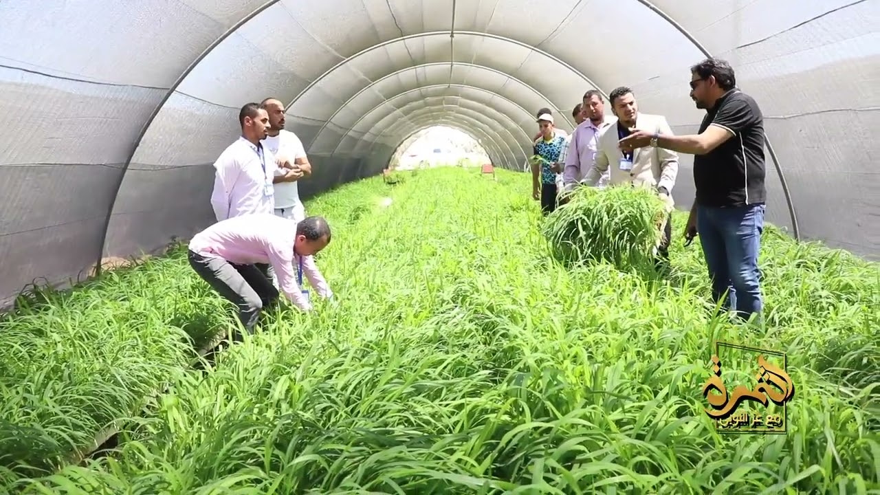 زراعة البونيكام  أفضل طريقة لزراعة علف البونيكام وإنتاجية عالية