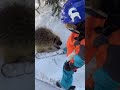 Family is approached by a curious porcupine while skiing at Alta!