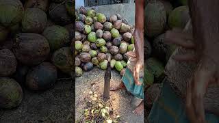 Satisfying Coconut Husking Skills You Need to See! 🥥
