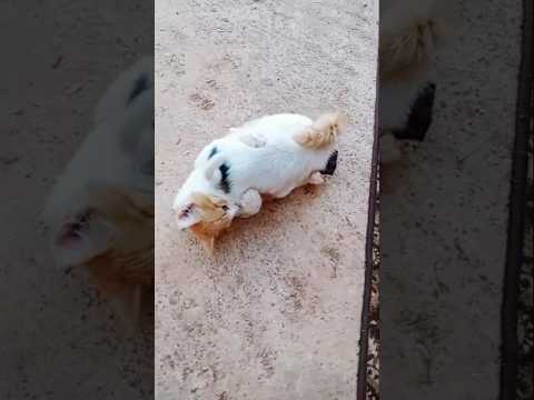 اوييييلي شنو كديرو بادية حيوانات حياة المزرعة كلبي قطي