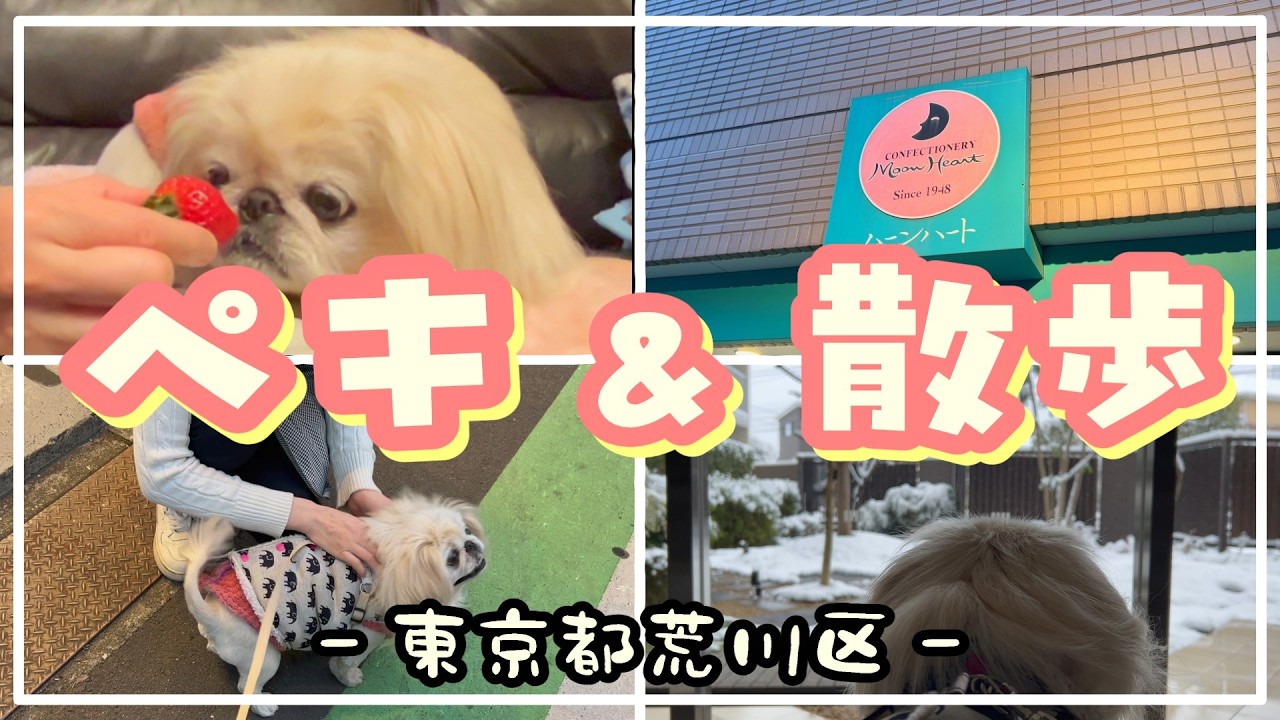 スイーツと雪道の散歩を楽しむペキニーズ❗️