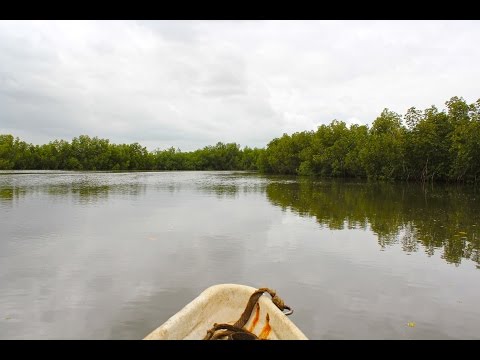 Video: Gambia (jõgi): režiim, lisajõed, allikas, foto, kirjeldus