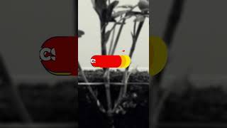 The Mighty Sprout: A Story of Resilience