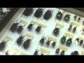 必見！揖斐川町谷汲昆虫舘...世界各地の昆虫標本がずらり...