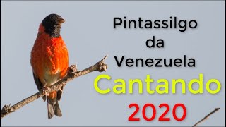 Pintassilgo da venezuela cantando muito 2020 - Red Siskin training song screenshot 5