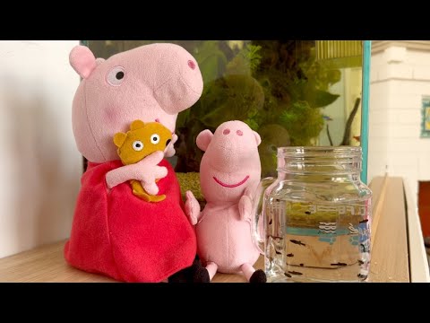 PEPPA PIG saca del ACUARIO PECES BEBÉS con AMIGO HUMANO | Vídeos de Peppa Pig español para niños