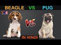 BEAGLE VS PUG In Hindi : Dog Vs Dog : Dog Comparison : The Ultimate Channel