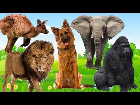 FUNNY LITTLE ANIMALS  - CAT, DUCK, BIRDS, DOG, RABBIT, PIG, PARROT - ANIMAL SOUNDS
