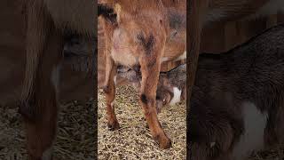 Does It Get Any Sweeter Than A Newborn Baby Goat Nursing?