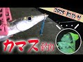 久しぶりのライトソルト!全国各地、旬で釣れているカマスをプラグで釣ると・・・いい思いができるかもしれません!