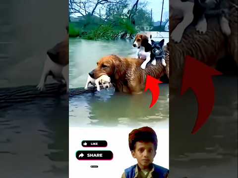 وسط السيل رحمة الله حملتهم على ظهر كلب سبحان الله 