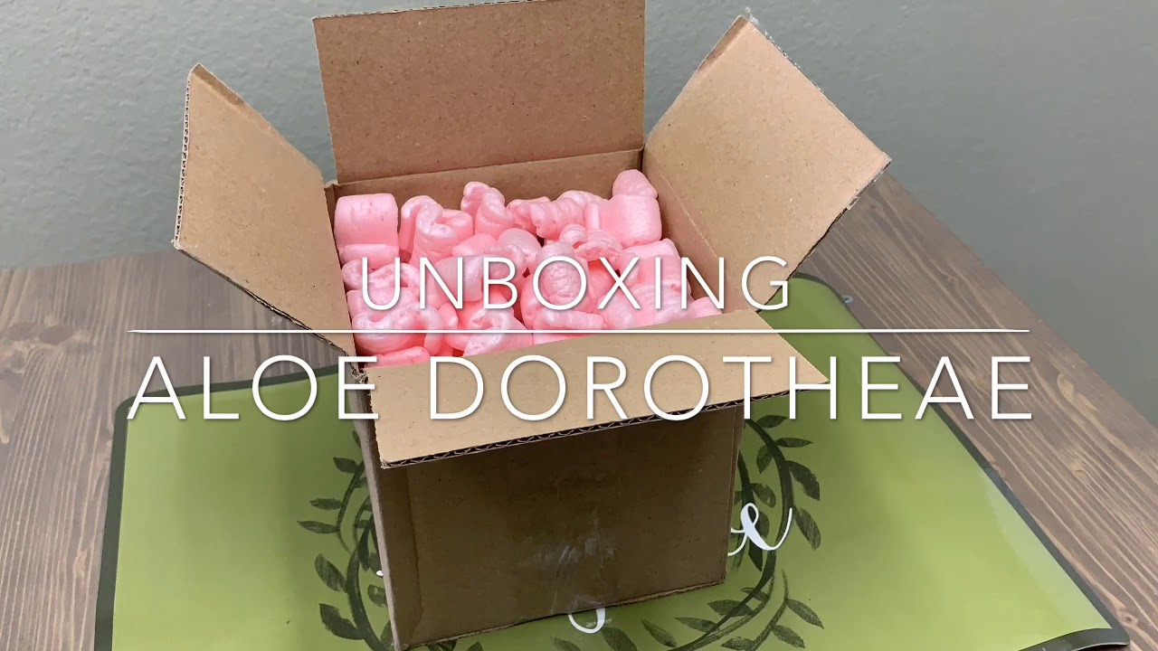 Unboxing Aloe Dorotheae aka Sunset Aloe