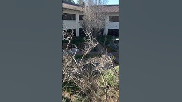 [New API migration] Update Shorts upload from desktop through CMS