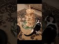 Curious Cat Knocks Over a Wooden Tower with One Paw #cute #cat #funnycat #curiouscat #catvideo #pet