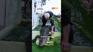 Philippe Nous Présente Gator, Son Colocataire Alligator