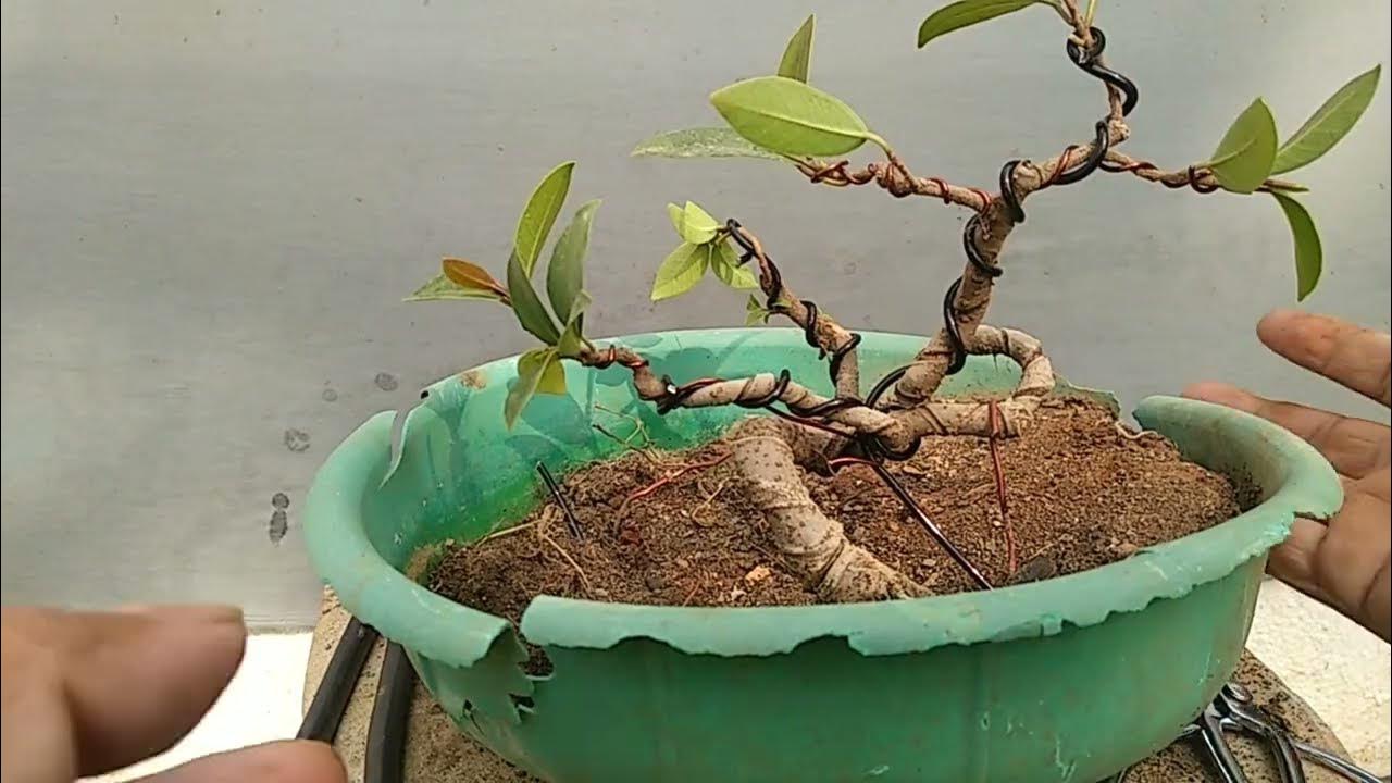 Basic of shaping a Bonsai tree YouTube