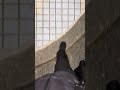 はてさて