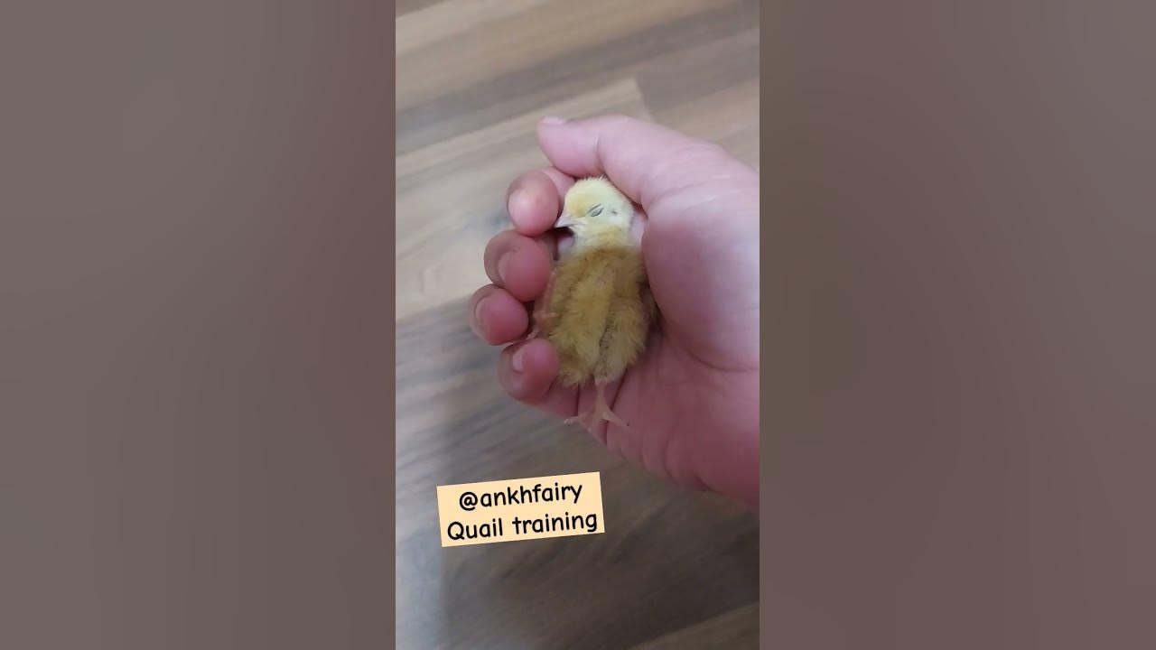 Quail training. The sleep and chill method baby birds quails quail