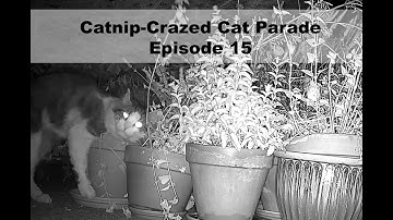 Catnip-Crazed Cat Parade Episode 15