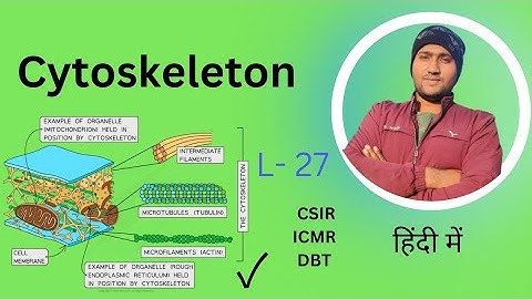 Cytoskeleton|Cytoskeleton structure and Function|Microtubules Microfilaments Intermediate filaments