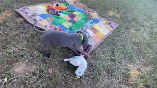Great Dane Breeders in Michigan