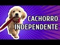 COMO CRIAR UM CACHORRO INDEPENDENTE E PORQUE