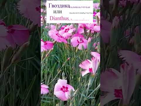 Video: Dianthus Bitki Yoldaşları: Dianthus ilə Yaxşı İşləyən Bitkilər Haqqında məlumat əldə edin
