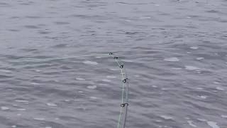 キスの釣り方特集 コツや時期 シーズンなど初心者向けまとめ 暮らし の