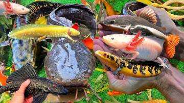 Video Cá Cảnh Đẹp, Cá Cảnh Màu Sắc, Koi, Cá Nemo, Cá Lau Kiếng, Rùa Con