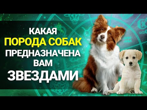 Какая ПОРОДА СОБАК подходит вам по ЗНАКУ ЗОДИАКА